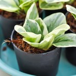 Peperomia obtusifolia – z tą rośliną doniczkową poradzą sobie nawet początkujący