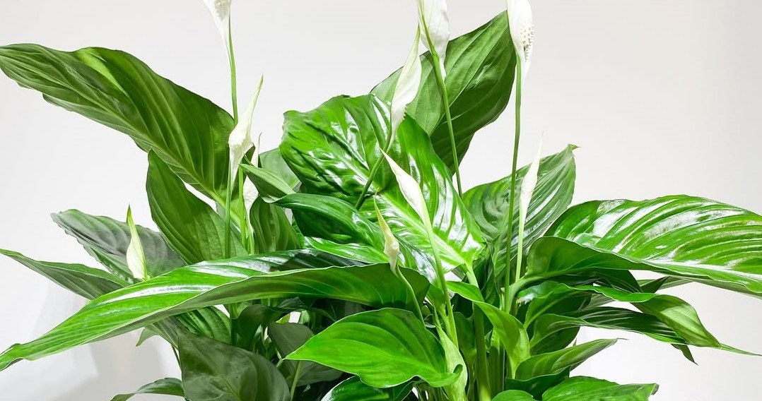 Пересадка спатифілума - чудова нагода для його розмноження /Domena publiczna
