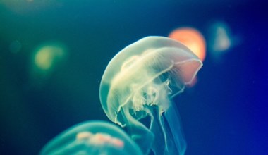 Perfekcyjne meduzy. Czy zmieniły się w ciągu pół miliarda lat?