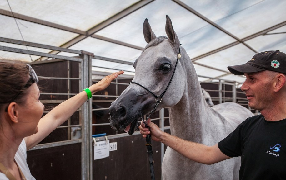 Perfinka, zdj, z 2017 roku /Wojtek Jargiło /PAP