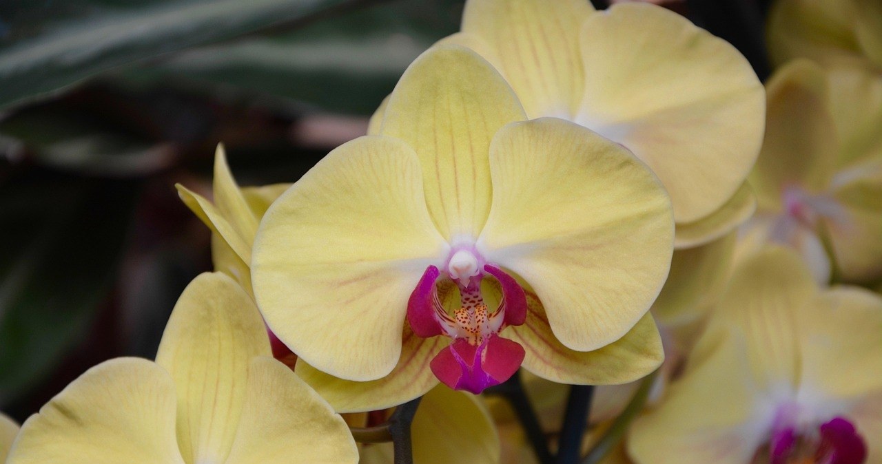 Перикис водню - "чарівна паличка" для орхідей, які погано цвітуть /pixabay.com