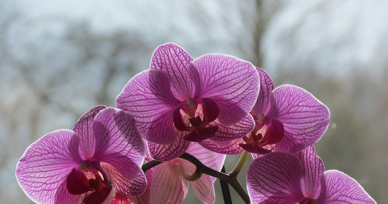 Перш ніж обрізати орхідеї, завжди дезінфікуйте інструменти, щоб мінімізувати ризик інфікування /pixabay.com