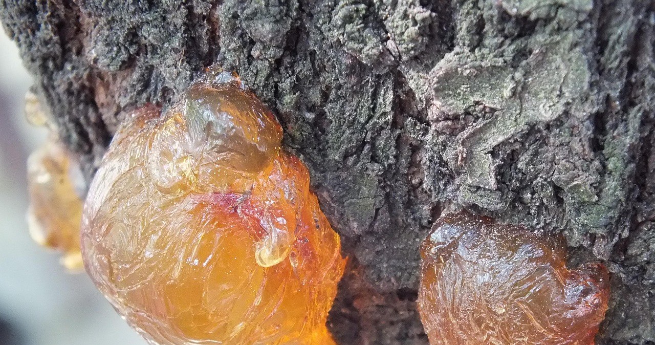 Персикова гума - це природна смола, яку виділяють персикові дерева /pixabay.com