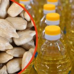 Pestki słonecznika włącz do diety. Z olejem słonecznikowym ostrożnie