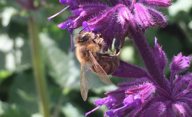 Pestycydy odbierają pszczołom pamięć