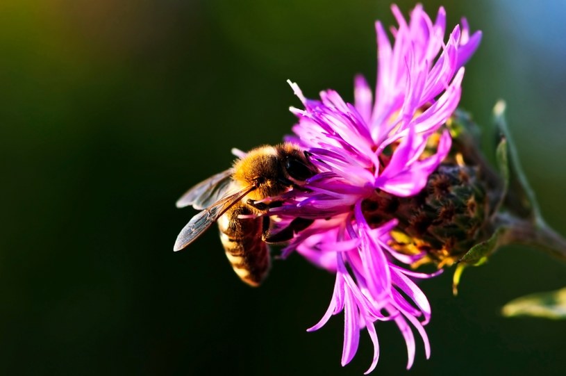 Pestycydy szkodzą pszczołom /© Glowimages