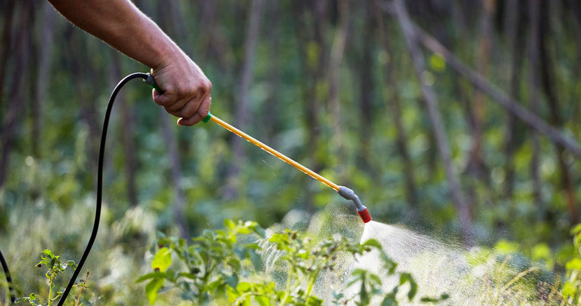 Pestycydy to nie tylko środki syntetyczne, ale również naturalne /123RF/PICSEL