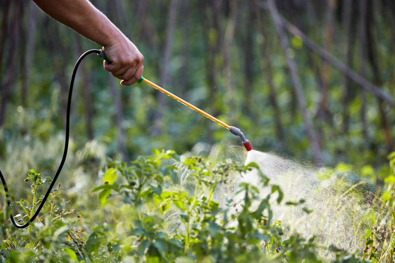 Pesticides are substances used in agriculture to fight diseases, weeds and pests of crops /123RF/PICSEL