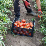 Pestycydy w pomidorach. Warzywa z Biedronki i Lidla pod lupą, jest raport