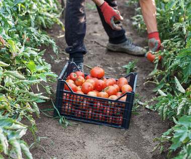Pestycydy w pomidorach. Warzywa z Biedronki i Lidla pod lupą, jest raport