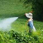 Pestycydy wpływają negatywnie na rozwój mózgu