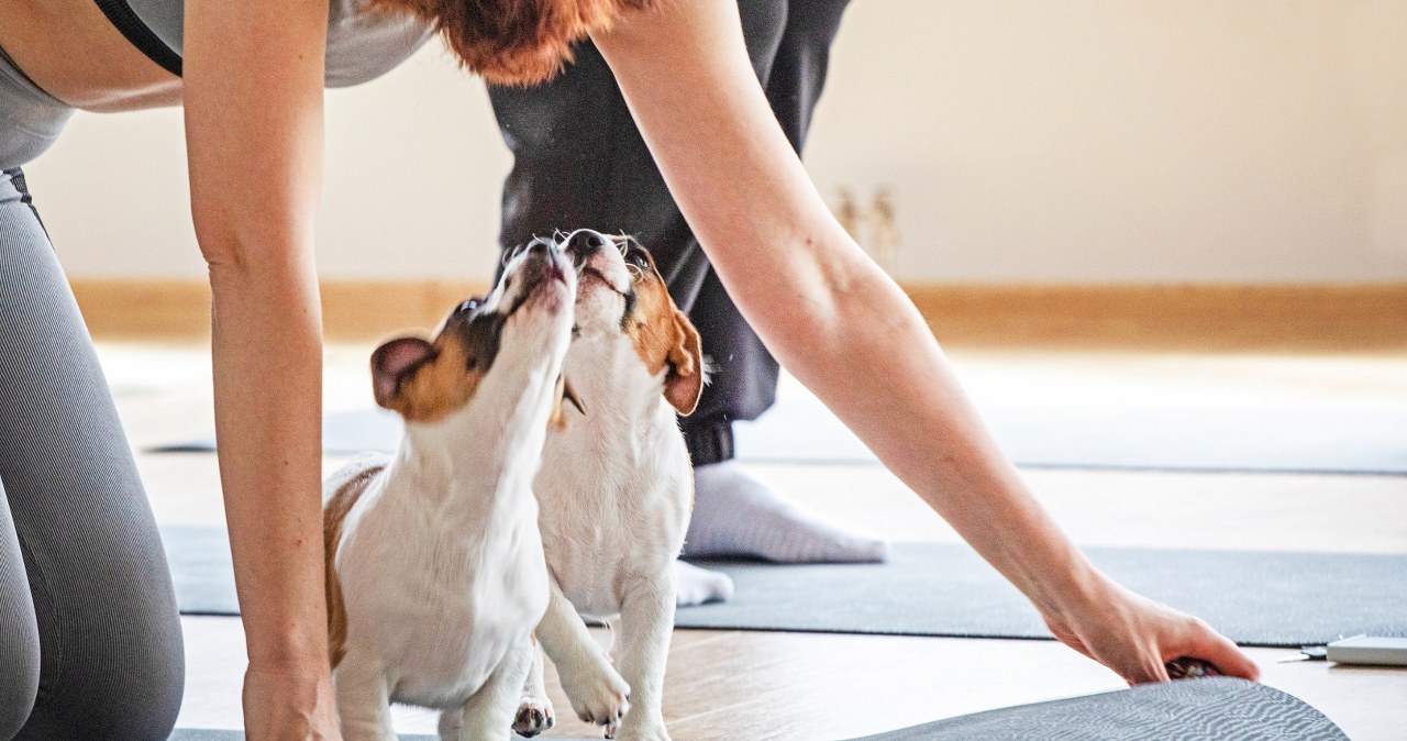 Pet yoga zdobywa coraz większą popularność – wspólna praktyka z pupilem poprawia nastrój i redukuje stres /123RF/PICSEL