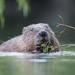 Petardami w bobry. Jest doniesienie do prokuratury na działania urzędników