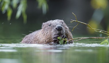 Petardami w bobry. Jest doniesienie do prokuratury na działania urzędników