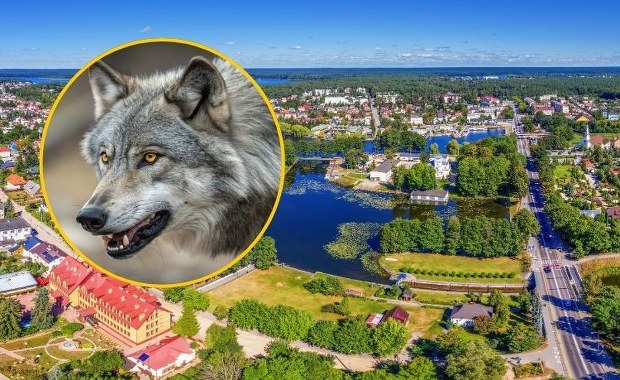 Petardy, pistolety, klaksony. Augustów ma pozwolenie na płoszenie wilków