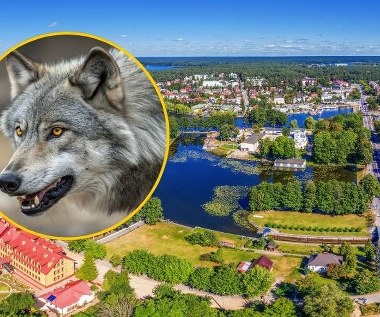 Petardy, pistolety, klaksony. Augustów ma pozwolenie na płoszenie wilków