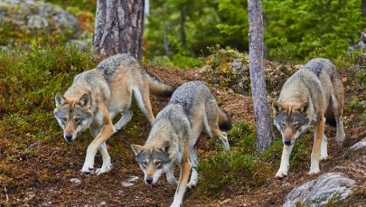 Petardy, race i broń? Jest zgoda na płoszenie wilków na Podkarpaciu