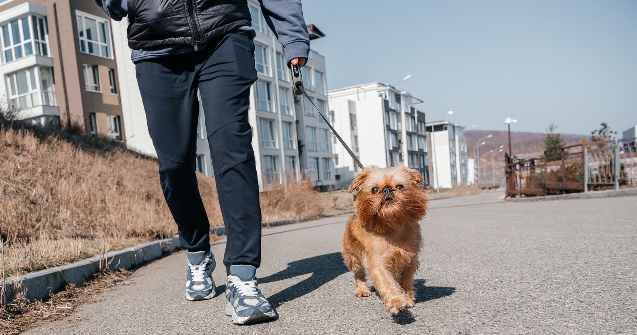 Petsitter to osoba, która odpłatnie wyprowadza psy na spacer /123RF/PICSEL