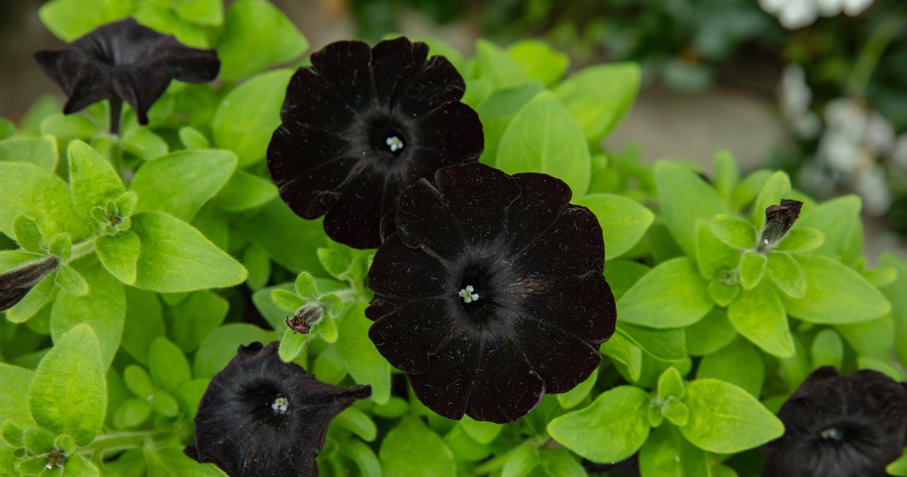 Petunia "Black Velvet" to jedna z roślin o ciemnych kwiatach, które dadzą ci złudzenie głębokiej czerni na rabatach w ogrodzie /Pixel