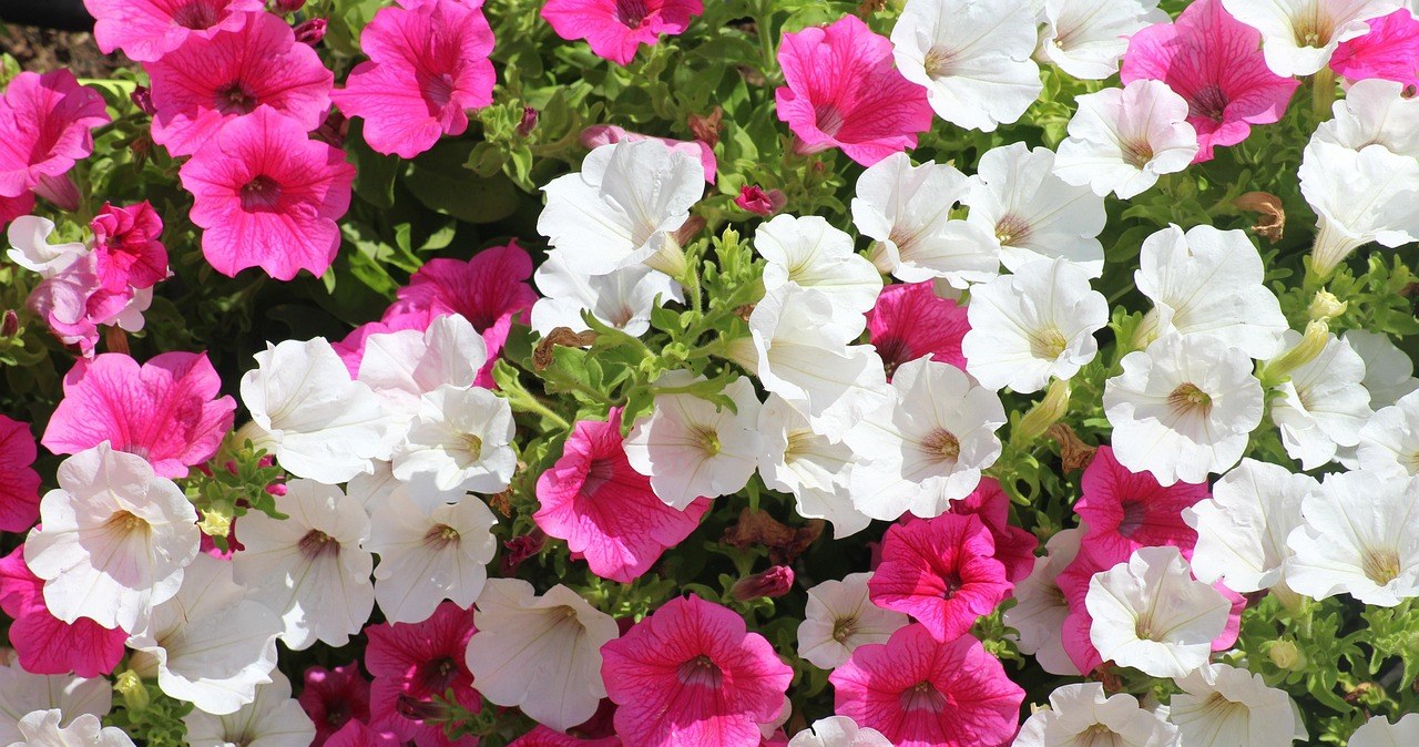 Петунії легко комбінувати з іншими рослинами в клумбах, контейнерах та підвісних кошиках /pixabay.com