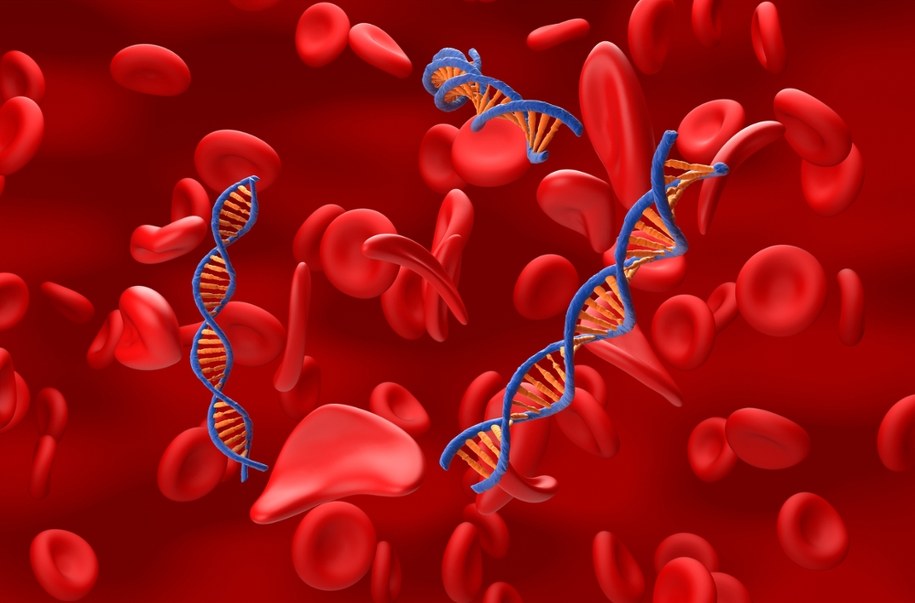 Pewnego dnia będziemy mieli skuteczne terapie genowe dla wielu chorób - mówią RMF FM prof. Jeffrey Chamberlain i dr Joel Chamberlain z University of Washington w Seattle /Shutterstock