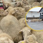 "Pewnie była promocja na płyn do prania wełny". "Szturm" 50 owiec na sklep w Bawarii