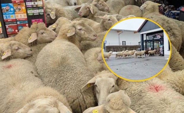 "Pewnie była promocja na płyn do prania wełny". "Szturm" 50 owiec na sklep w Bawarii