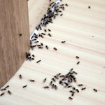 Pewny sposób na mrówki w domu. Odrażający zapach, który je przepędzi