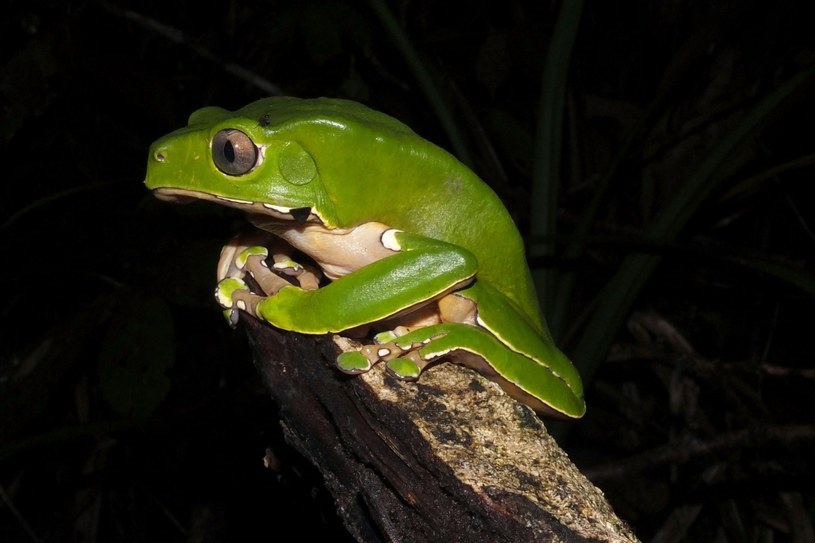Phyllomedusa bicolor, czyli chwytnica zwinna /123RF/PICSEL