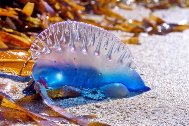 Physalia physalis, czyli żeglarz portugalski /Shutterstock