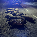 Piaseczno. Stado dzików zginęło na drodze