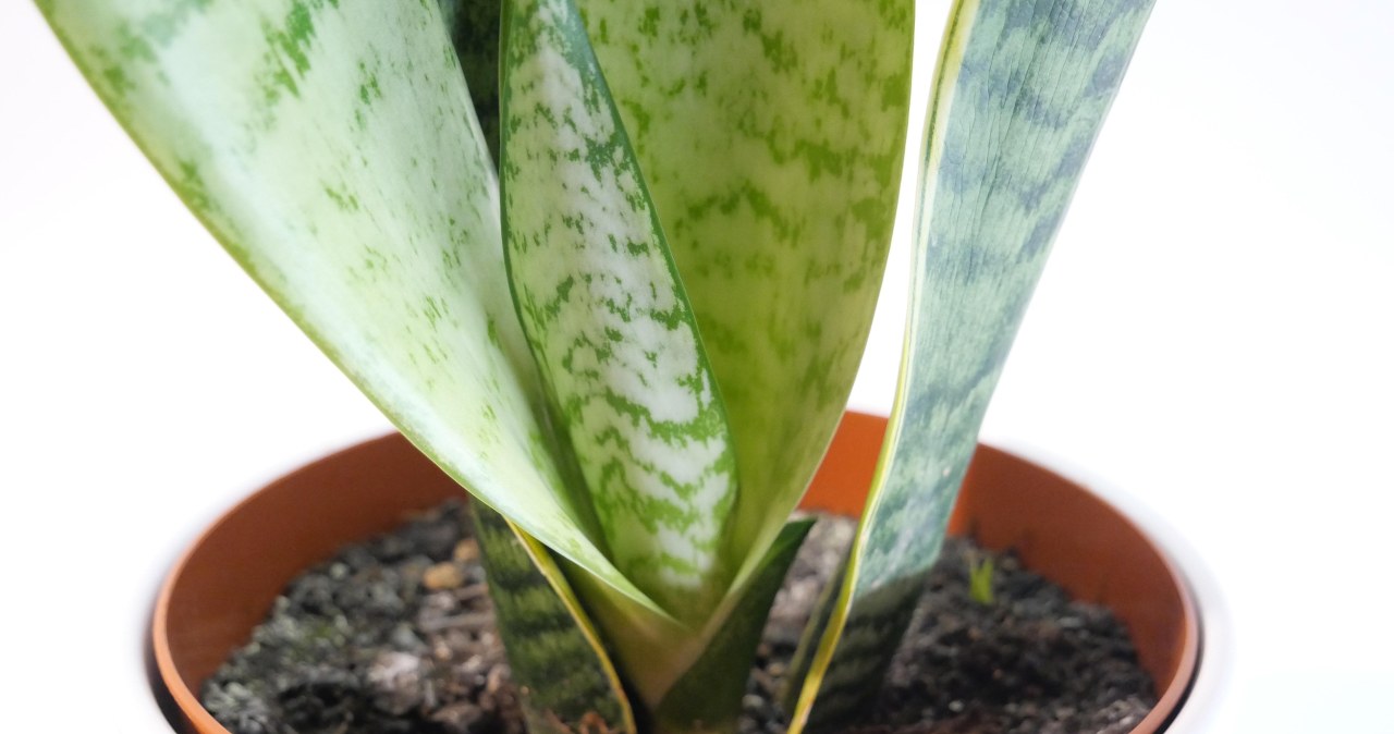 Під час підживлення лийте розчин виключно на край горщика /pixabay.com