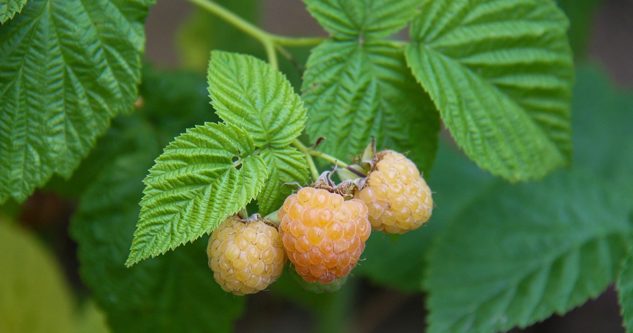 Під час підживлення слід уникати добрив, що містять хлор, оскільки малина його не переносить /pixabay.com