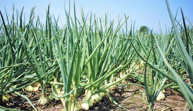 Підготуйте суміш і замочіть цибулю-сівок перед висадкою. Найкращий захист від хвороб та шкідників