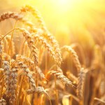 PIE: Polska samowystarczalna w produkcji zbóż, mięsa i nabiału