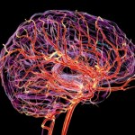 mózg Pięć epok zmiany mózgu u człowieka. Kiedy staje się "dorosły"?