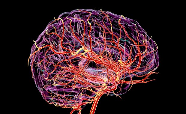 Pięć epok zmiany mózgu u człowieka. Kiedy staje się "dorosły"?