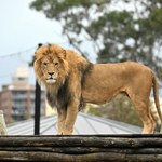 Pięć lwów uciekło z zoo w Australii 