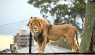 Pięć lwów uciekło z zoo w Australii 