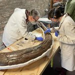 Pięć mamutów sprzed 220 tys. lat odnaleźli paleontolodzy w Anglii