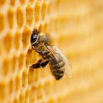 Pięć mitów na temat pszczół. Te owady potrafią zaskoczyć