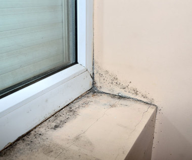 Pięć naturalnych sposobów walki z pleśnią