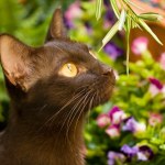 Pięć przepięknych ras zostało uznanych za koty narodowe