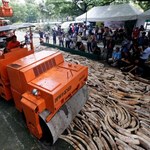 Pięć ton kości słoniowej zniszczono na Filipinach. Była warta 10 mln dolarów