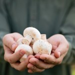 Pieczarki są zdrowsze, niż sądzono. Zajadaj się na diecie, ale unikaj przy dnie moczanowej