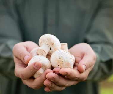 Pieczarki są zdrowsze, niż sądzono. Zajadaj się na diecie, ale unikaj przy dnie moczanowej