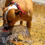 "Piekielna" pogoda. Temperatura bije rekordy, blisko 50 stopni