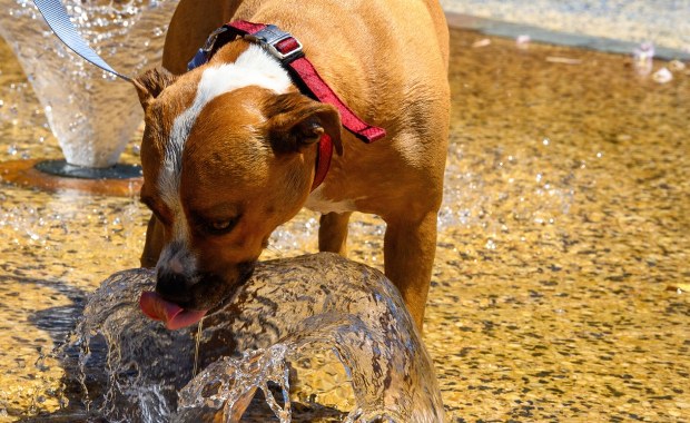 "Piekielna" pogoda. Temperatura bije rekordy, blisko 50 stopni