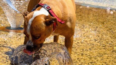 "Piekielna" pogoda. Temperatura bije rekordy, blisko 50 stopni
