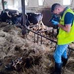 Piekło zwierząt. Właściciel gospodarstwa z zarzutami znęcania się ze szczególnym okrucieństwem